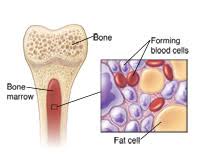 A slightly low white blood cell count is often nothing to worry about. What Are White Blood Cells