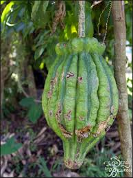 Image result for Telfairia