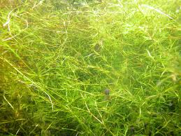 Image result for Najas