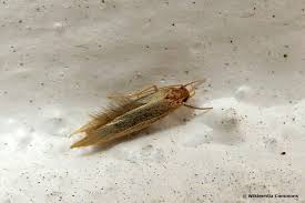 Die marmorkrabbe ist also ein krebs. Locher In Kleidung Welches Tier War Es