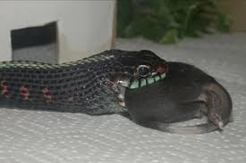 Feeding Gartersnake Info