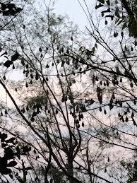 沖縄離島ブログライターズ - アイランドコネクト沖縄