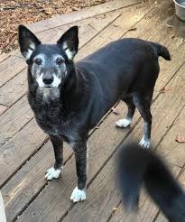 Foster homes are utilized to care for the pets that are saved prior to their placement in their forever homes. Adopt Lila On Petfinder Cattle Dogs Mix Cattle Dog Dogs