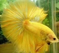 Here you can learn how to care, train, breed, and loads of other stuff as well as learning their colors and fin types. Caring For A Betta Fish Infographic