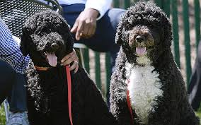 Obama throws a ball for bo, the family dog, in the rose garden of the white house. Just 27 Photos Of Bo And Sunny Obama To Scroll Through While Weeping Openly Los Angeles Magazine
