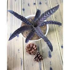 52 hiasan rumah rumahan percantik hunian. Jual Tanaman Hias Rumah Rumahan Terbaru Lazada Co Id