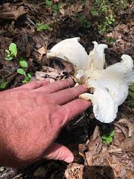 Watch video plant identification, mushroom identifier (2). Mushroom Identifier Any Idea What This Is Is It Edible Foraging