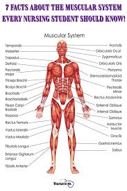7 Facts About The Muscular System Every Nursing Student Should Know In 2020 Human Muscular System Human Muscle Anatomy Muscular System Anatomy