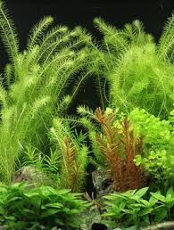 Image result for Mayacaceae