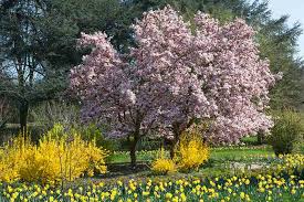 Saucer magnolia, tulip tree usda zones: 25 Of The Best Early Spring Blooming Flowers Gardener S Path