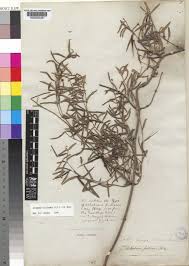 Image result for Secamone filiformis