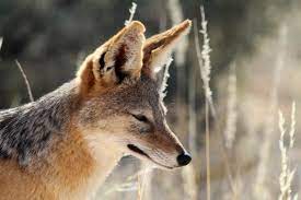 black backed jackal african wildlife jackal spirit animal