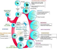 Check spelling or type a new query. What Type Of Cell Division Occurs When Our Wounds Are Class 11 Biology Cbse