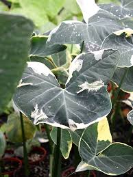 It can be planted in rock gardens, borders, hillsides patio gardens as well as pots both indoor and outdoor. Lg Mighty Mouse Elephant Ear Plant Xanthosoma Albo Marginata Urban Tropicals