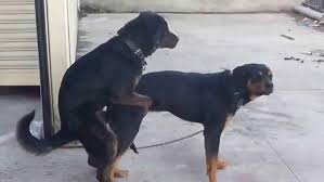 kopek kedi ciftlesmesi kedi hayvanlari blog