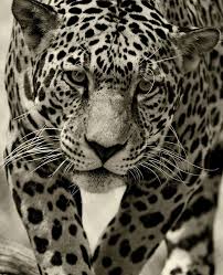 Gallery For White Jaguar Animal Jaguar Animal Animals Wild Animals Photography