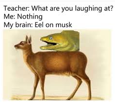 Eel On Musk Funny Memes Really Funny Memes Funny Pictures