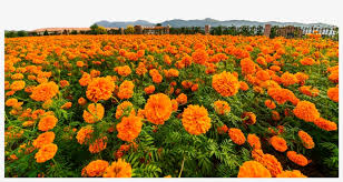 Check spelling or type a new query. Flower Field Png Marigold Flor 1024x683 Png Download Pngkit