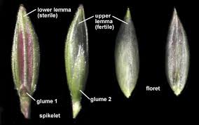 Image result for Digitaria diagonalis
