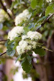 Our sorbus / mountain ash trees were heavily laden with berries in autumn 2013 as a consequence of the very late arriving cold spring ealier in the year. Oak Leaf Mountain Ash Wyoming Plant Company