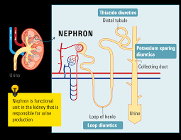 Image result for Loop Diuretic