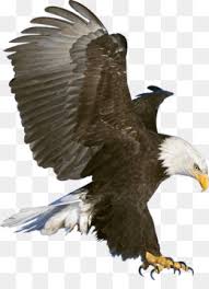 Maybe you would like to learn more about one of these? Burung Elang Unduh Gratis Men Download Klip Seni Elang Dalam Penerbangan Png Transparan Gambar Gambar Png