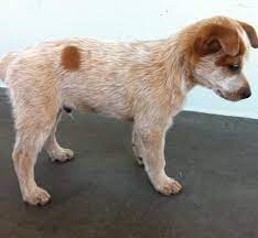 For Sale Australian Stumpy Tail Cattle Dogs Pups Heeler Puppies Red Heeler Puppies Stumpy Tail Cattle Dog
