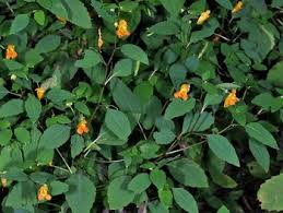 Image result for Impatiens zombensis