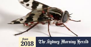 They buzz in your ear, land on your food or crawl in your house. Why Do We Have So Many Flies In Australia Here S Swat S What