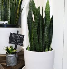 There are a number of different cultivars of this plant. Snake Plant Altum S Zionsville In