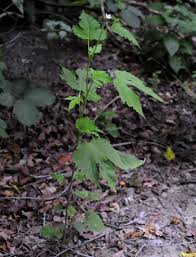 Image result for Hibiscus lobatus