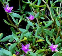 Image result for Sesuvium