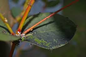 Sooty moulds are fungi which cover plant leaves stems and twigs in a black sticky substance. Sooty Mold Wikipedia