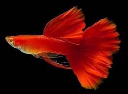 10 Pesci Piu Facili Da Allevare I Pesci Adatti Per L Acquariofilia