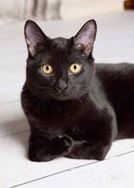 Pin By Mito On Love Cats Crazy Cats Cats And Kittens Kittens