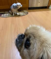 Gizmo Has A Friend Over Dogsofinstagram Chihuahuasofinstagram Pekingeseofinstagram Pekingese Chihuahua Dogs Animals Haa Chihuahua Pekingese Animals