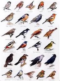 Birds Of Western Washington Identification Image Result For Bird Identification Chart Washington State Backyard Birds Bird Identification Pet Birds