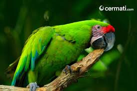 We did not find results for: Inilah Rahasia Kepintaran Dan Harga Burung Beo Yang Luar Biasa Cermati Com
