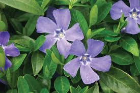 Image result for Vinca major