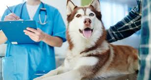 We did not find results for: How Your Dog Or Cat S Immune System Works Petcoach