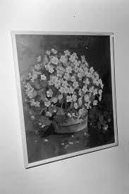 Image result for Lefebvrea grantii