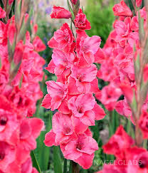 Image result for Gladiolus nyasicus
