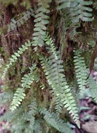 Image result for Arthropteris