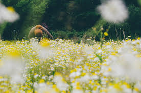 Our Recent Flower Power Hour With An Early June Morning Spent Picking Chamomile From Our Weleda Gardens In Derbyshire