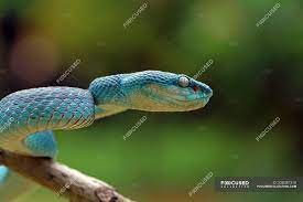 In their narrow bodies, snakes' paired organs (such as kidneys) appear one in front of the other instead of side by side. Side View Of Beautiful Blue Viper Snake Selective Focus Carnivorous Ready To Strike Stock Photo 238381310