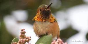 Birding in the Garden: A Walk and Talk with Diego Blanco