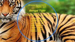Bengal Tiger By Jenna Weinman On Prezi Next