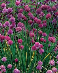 Perennial flowers are a must in every garden. 10 Perennials Easily Grown From Seed Finegardening