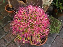 Image result for Boophone disticha