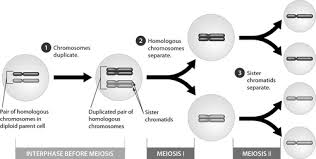E) none of the answers are correct; Cell Membrane And Cell Cycle Review Flashcards Quizlet